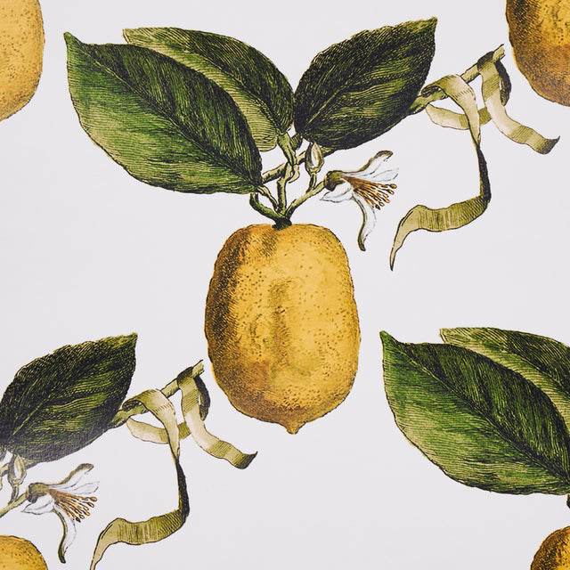 Le Citron Ivory by Johnson Hartig Botanical Lemon Wallpaper – Schumacher 5014280