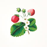 Strawberry Hill White Botanical Wallpaper by Schumacher – Johnson Hartig 5014320