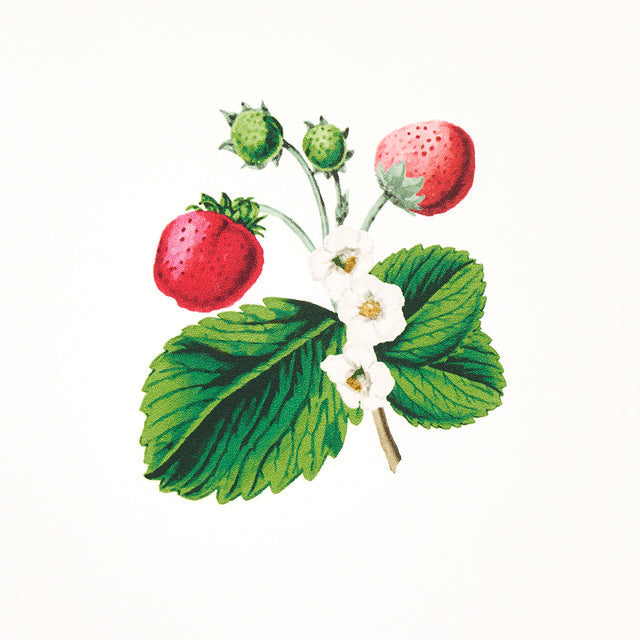 Strawberry Hill White Botanical Wallpaper by Schumacher – Johnson Hartig 5014320