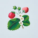 Strawberry Hill Blue by Schumacher Botanical Wallpaper – Johnson Hartig 5014321
