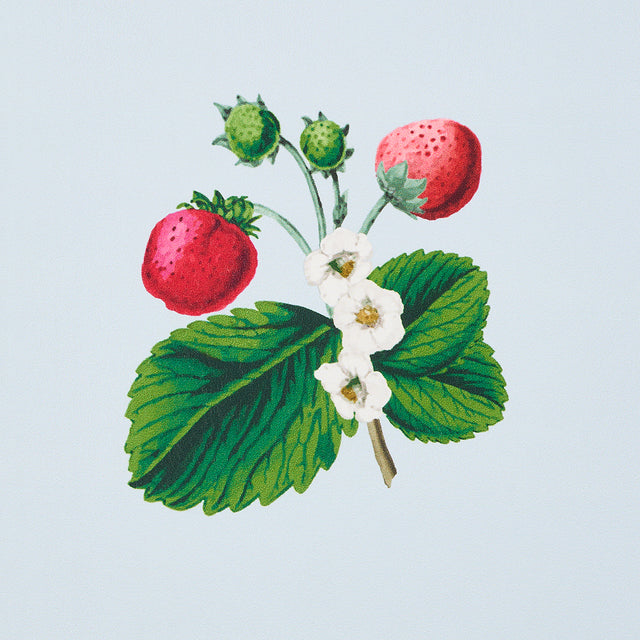 Strawberry Hill Blue by Schumacher Botanical Wallpaper – Johnson Hartig 5014321