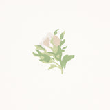 Margie Floral Gris by Schumacher Delicate Small-Scale Rosebud Wallpaper – Schumacher 5014741