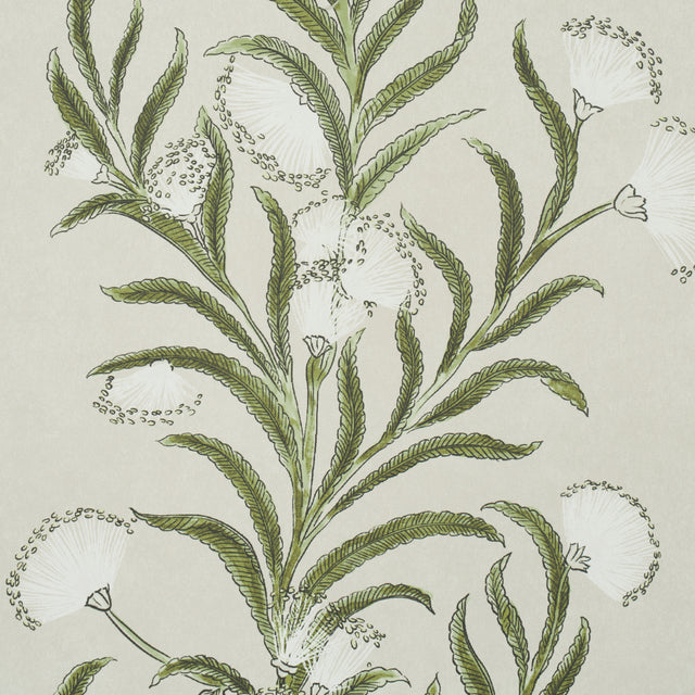 Tasmanian Mimosa Ivory & Green by Schumacher Botanical Stripe Wallpaper – Celerie Kemble 5015362