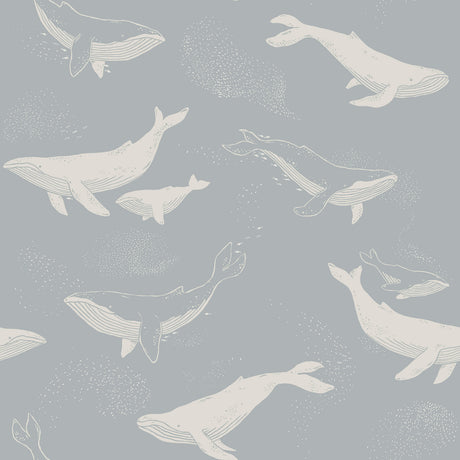 Slate blue wallpaper featuring playful white whales swimming among schools of fish, designed by Boråstapeter for Schumacher.