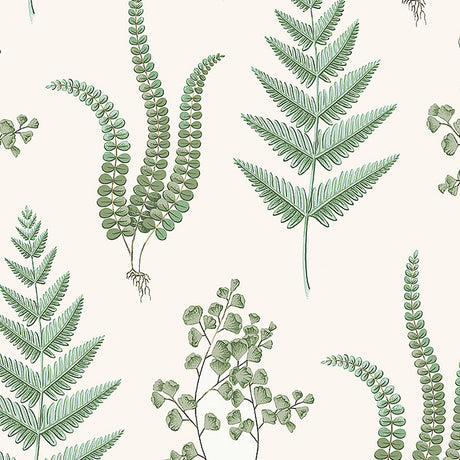 Herba Leaf wallpaper by Boråstapeter for Schumacher, featuring detailed scientific illustrations of green ferns on a light background.