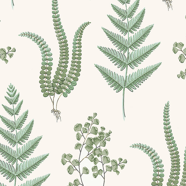 Herba Leaf wallpaper by Boråstapeter for Schumacher, featuring detailed scientific illustrations of green ferns on a light background.