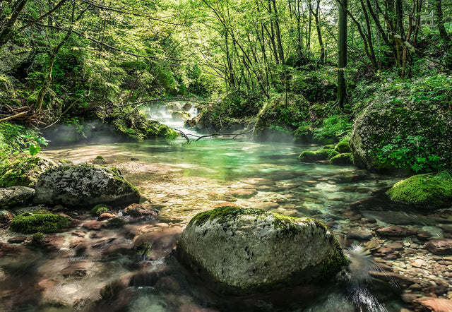Riverbed Green Photographic Trees Wall Mural - Komar 8-135