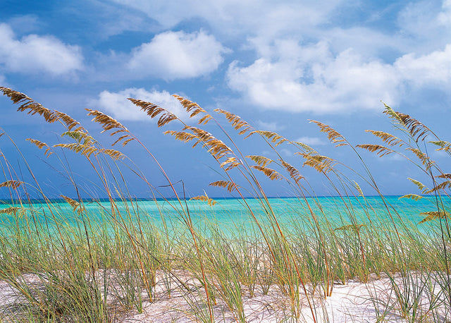 Ocean Breeze Blue Wall Mural with Scenic Beach Grass Coastal Motif - Komar 8-515