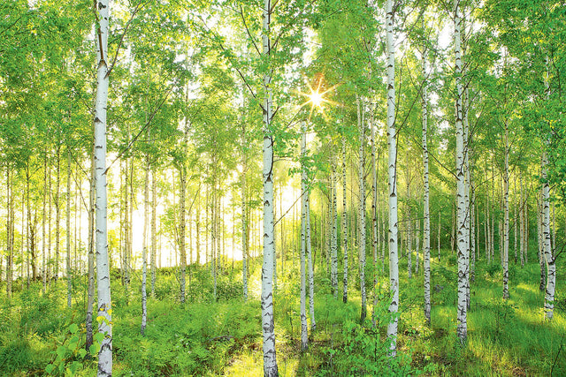 Sunday Green Scenic Trees Wall Mural - Komar 8-519