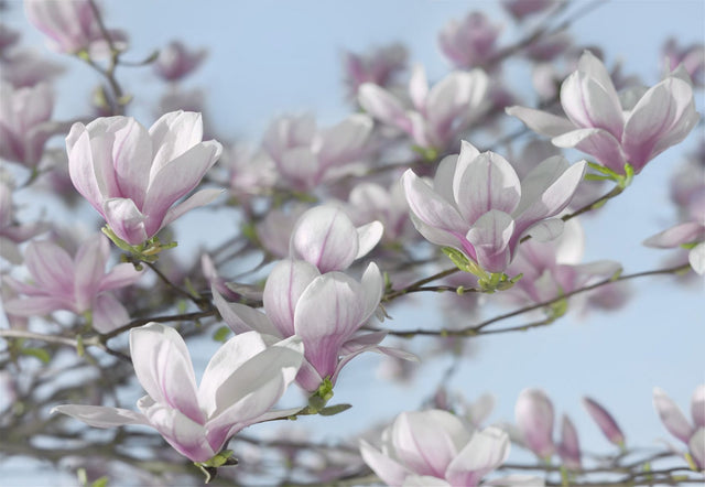 Magnolia Pink Floral Scenic Wall Mural - Komar 8-738