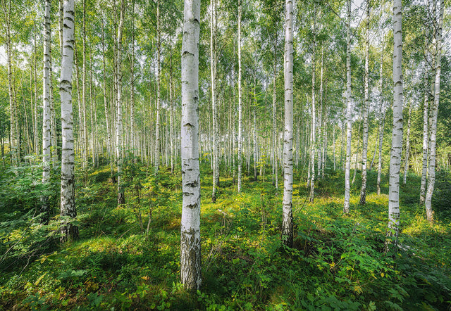 Sunny Day Green Scenic Trees Wall Mural - Komar 8-744