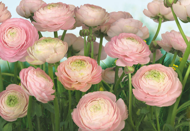 Gentle Rose Pink Floral Scenic Wall Mural - Komar 8-894