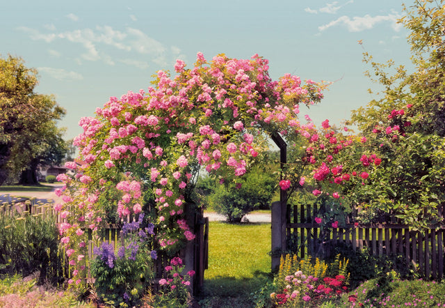 Rose Garden Pink Scenic Floral Wall Mural - Komar 8-936