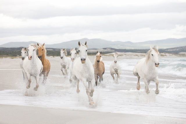 White Horses Scenic White Wall Mural with Running Beach Horses - Komar 8-986