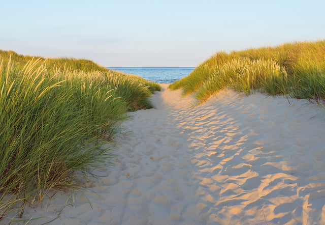 Sandy Path Green Photographic Beach Wall Mural - Komar 8-995