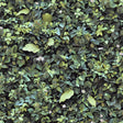 Evergreen Living Wall green foliage botanical wallpaper roll and room view