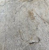 Slate Fusion Beige by  Whimsical Abstract Textured Wallpaper – Veer Decor 8252-AC2