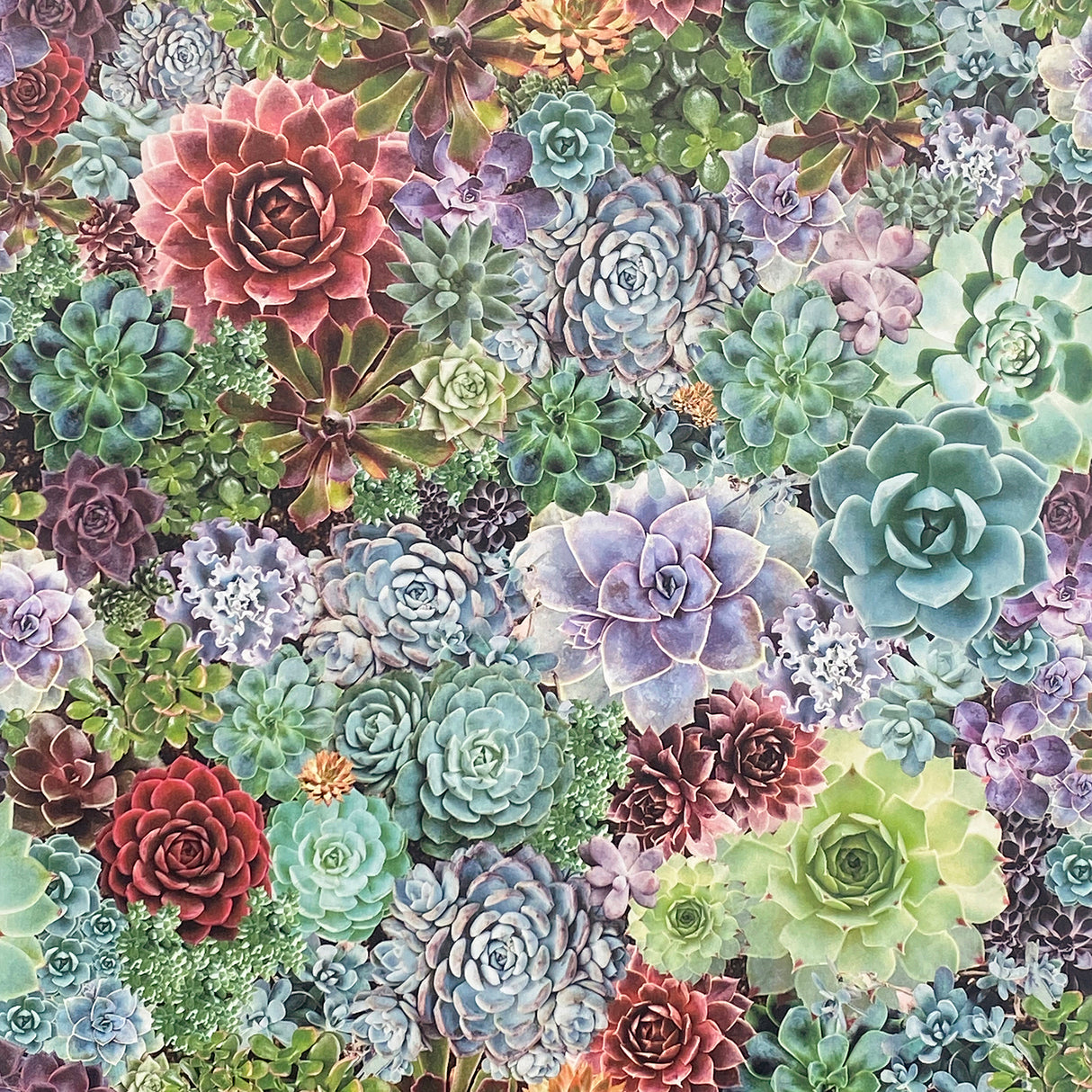 Rhea Multicolor Succulents Wallpaper by Arthouse