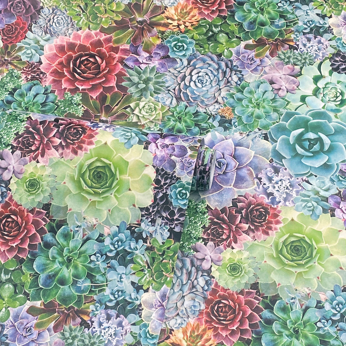 Rhea Multicolor by Arthouse Succulents Wallpaper – Brewster Home Fashions AH259402