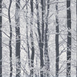 Frosted Silver Winter Grove wallpaper close-up of winter trees in grey and white