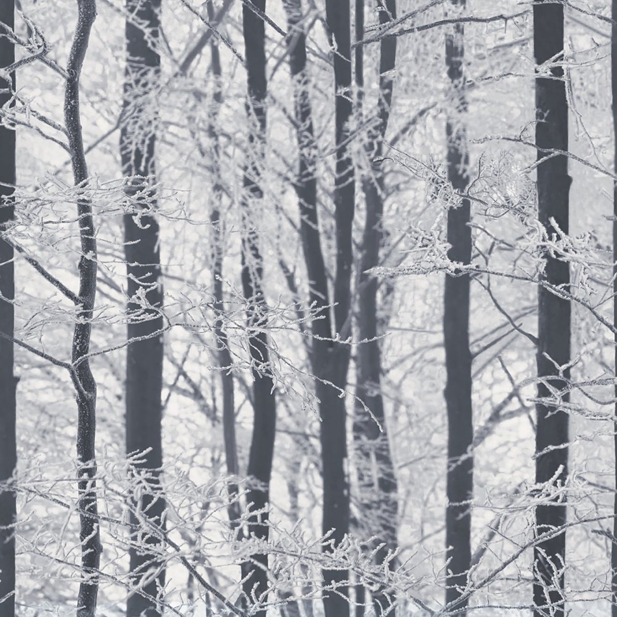 Frosted Silver Winter Grove wallpaper close-up of winter trees in grey and white