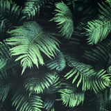 Winona Green Ferns Wallpaper by Arthouse