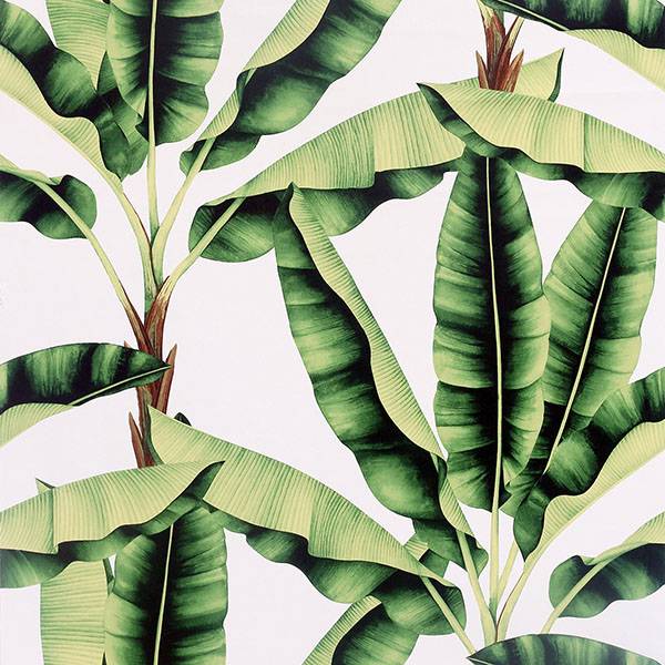 Musa green palm tree wallpaper with layered banana leaves on white background