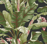 Banana Leaf Black & Red Wallpaper with Tropical Banana Leaf Motif - York AT7071