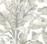 Banana Leaf White & Cream Wallpaper with Tropical Banana Leaf Motif - York BW3972
