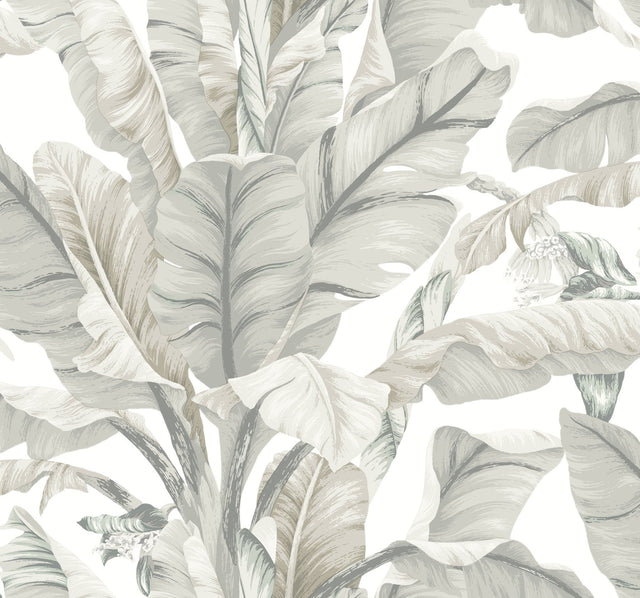 Banana Leaf White & Cream Wallpaper with Tropical Banana Leaf Motif - York BW3972