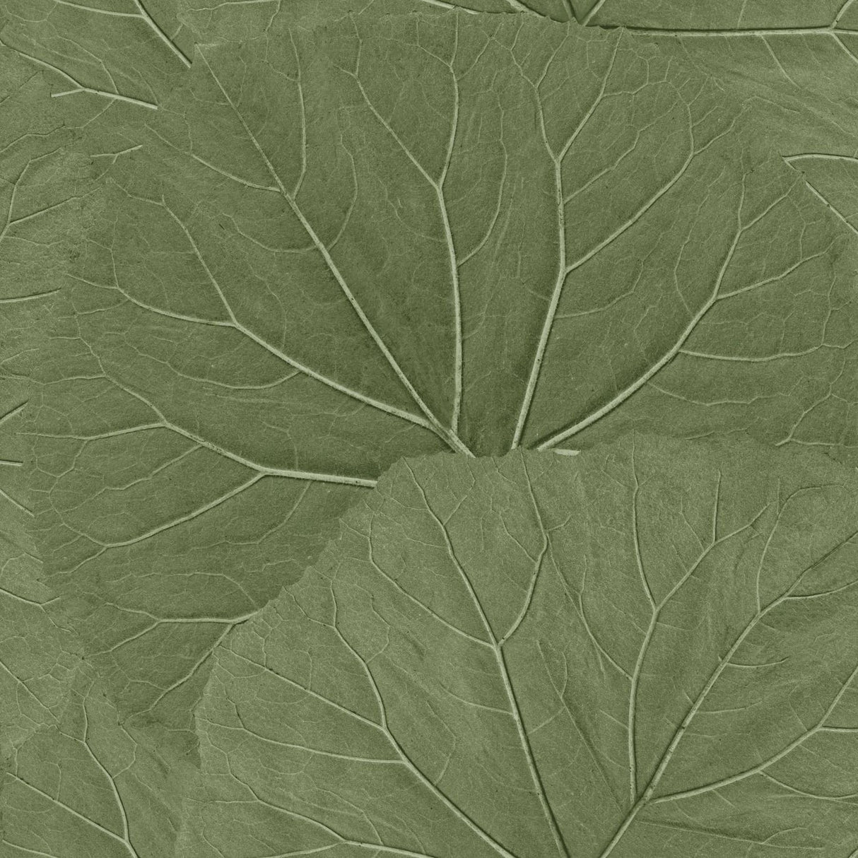 Xylem Olive Large Leaves Wallpaper with Botanical Non Woven Eclectic Style - ESTA Home DD138995