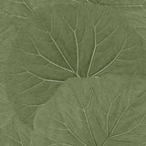 Xylem Olive Large Leaves Wallpaper with Botanical Non Woven Eclectic Style - ESTA Home DD138995