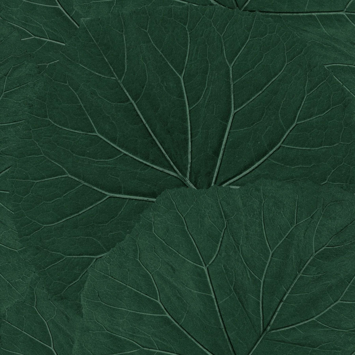 Xylem Evergreen Large Leaves Wallpaper with Botanical Non Woven Eclectic Style - Brewster DD138997