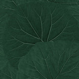 Xylem Evergreen Large Leaves Wallpaper with Botanical Non Woven Eclectic Style - Brewster DD138997