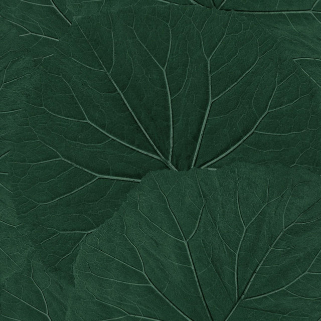 Xylem Evergreen Large Leaves Wallpaper with Botanical Non Woven Eclectic Style - Brewster DD138997