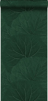 Xylem Evergreen Large Leaves Wallpaper with Botanical Non Woven Eclectic Style - Brewster DD138997