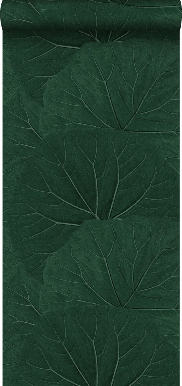 Xylem Evergreen Large Leaves Wallpaper with Botanical Non Woven Eclectic Style - Brewster DD138997