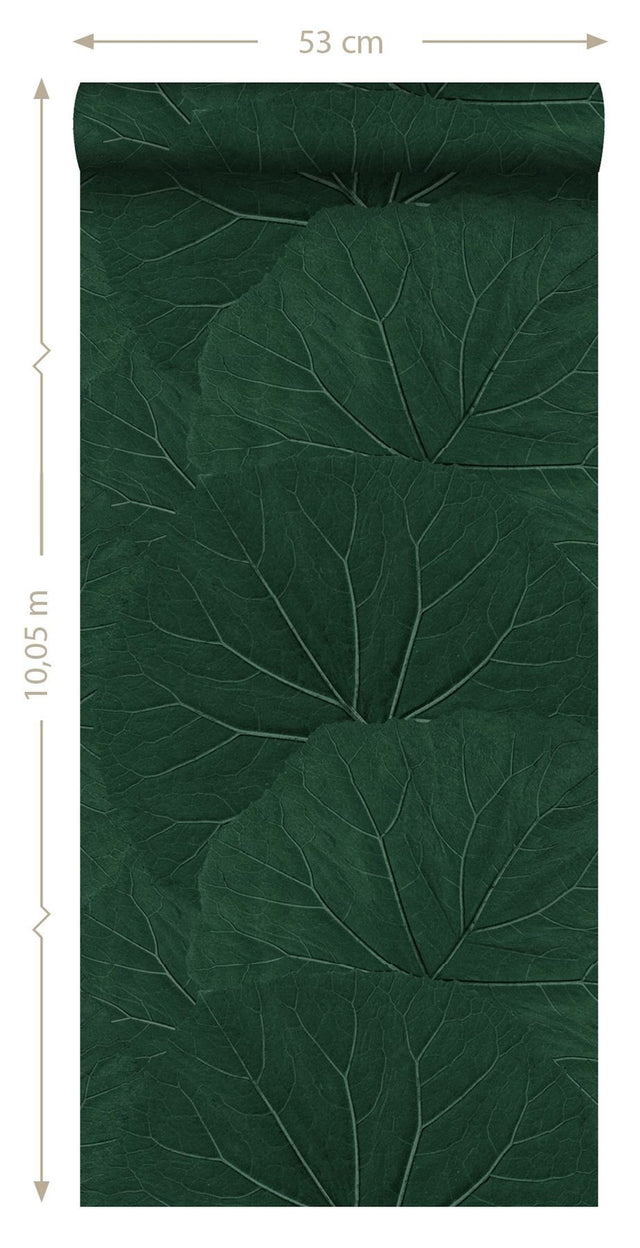 Xylem Evergreen Large Leaves Wallpaper with Botanical Non Woven Eclectic Style - Brewster DD138997