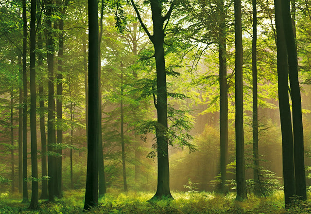 Autumn Forest Green Trees Scenic Wall Mural - Wizard & Genius WG216