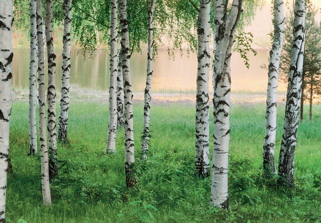 Nordic Forest Wall Mural