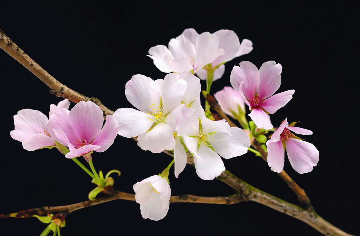 Cherry Blossoms Black Background Floral Scenic Wall Mural - Wizard & Genius WG627