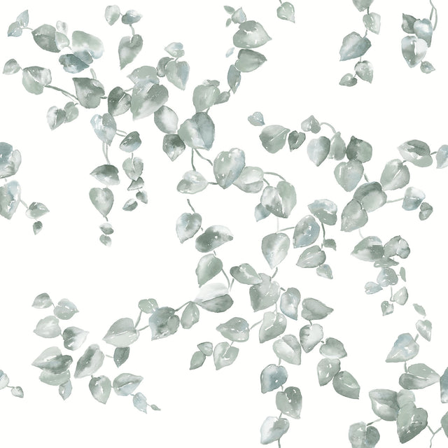 Creeping Fig Vine Sage Wallpaper with Botanical Watercolor Vine Pattern - York FH4037