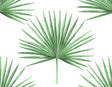 Pacific Palm green palm frond peel and stick wallpaper on white background