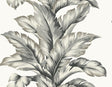 Banana Springs wallpaper in Greystone featuring large-scale banana leaf fronds in grey on an off-white ground.