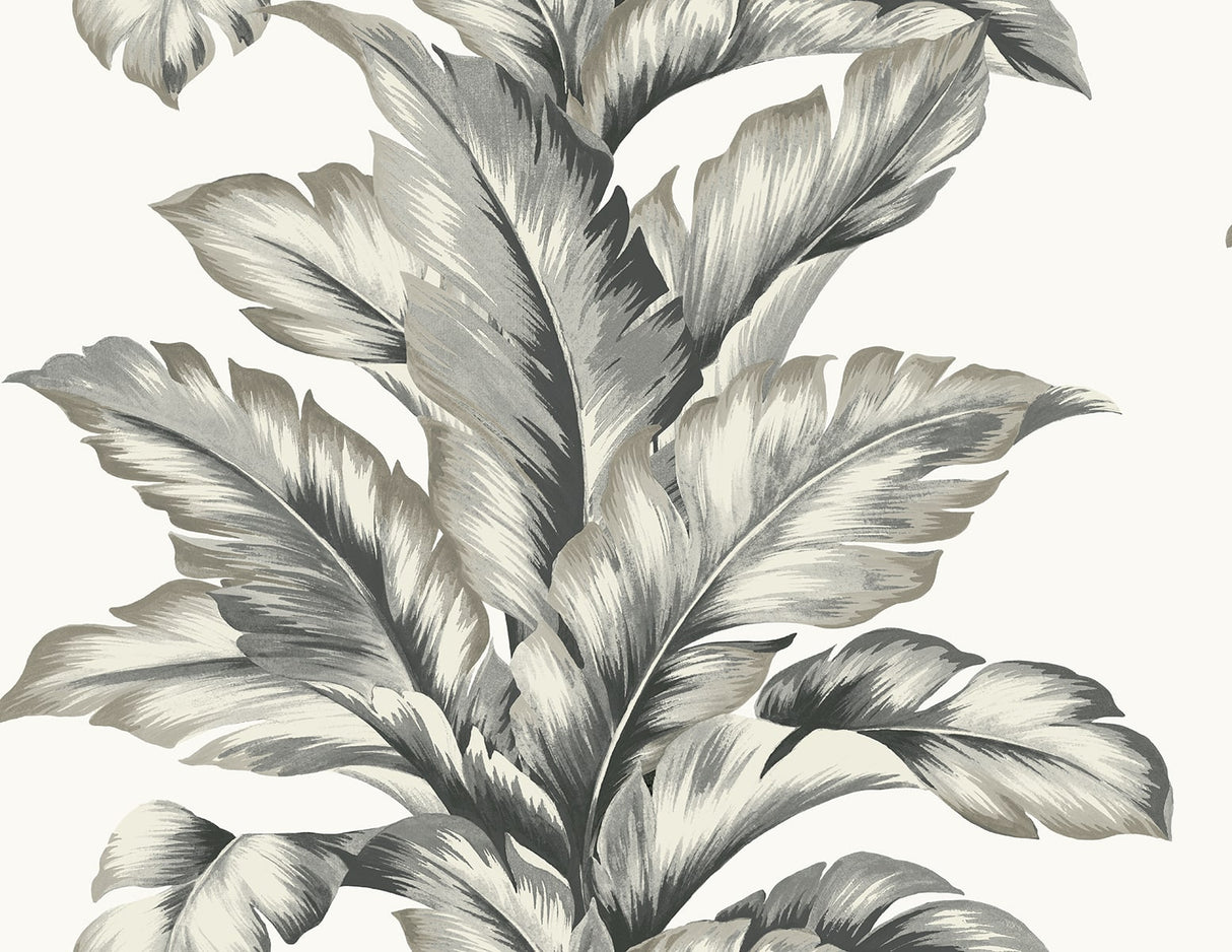 Banana Springs wallpaper in Greystone featuring large-scale banana leaf fronds in grey on an off-white ground.