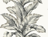 Banana Springs wallpaper in Greystone featuring large-scale banana leaf fronds in grey on an off-white ground.