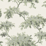 Ashdown Sage Tree Wallpaper with Botanical Trees Pattern, Modern Non Woven Unpasted - Brewster M1674