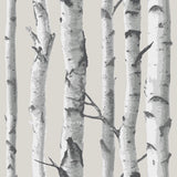 Grey Birch Tree Peel & Stick Wallpaper with Nature Birch Tree Pattern - NuWallpaper NUW1650