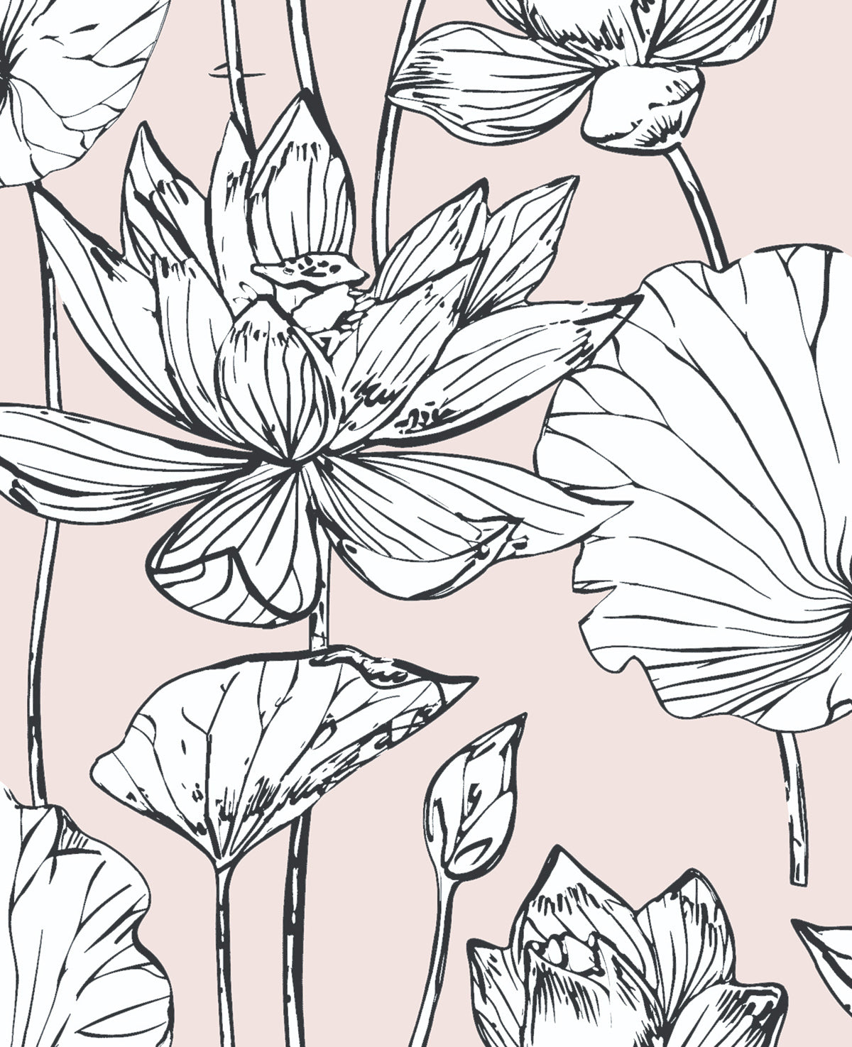 Lotus Floral peel and stick wallpaper in Blush & Ebony with line-drawn lotus blooms