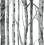Monochrome birch trees peel and stick wallpaper pattern in grey and white
